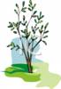 Budding Tree In Spring Clip Art Images
