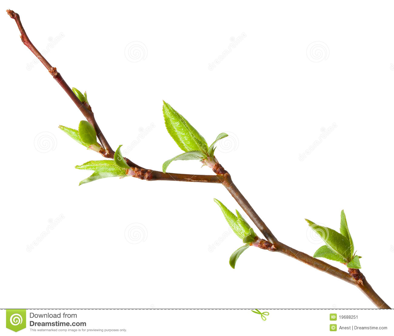 Cherry Tree Spring Budding Stock Image   Image  19688251
