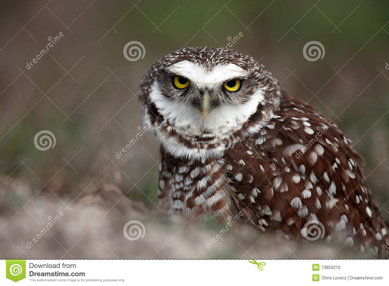 Closeup Of An Angry Burrowing Owl Defending His Burrow In Cape Coral