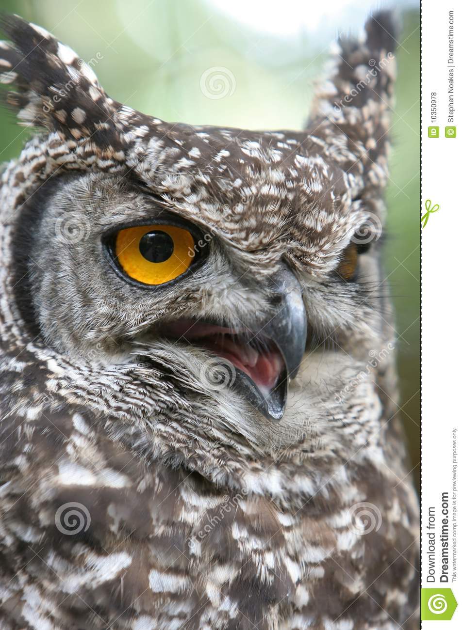 Eagle Owl Angry Royalty Free Stock Photos   Image  10350978