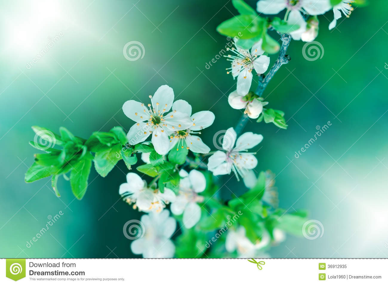 Flowering In Spring Royalty Free Stock Photo   Image  36912935