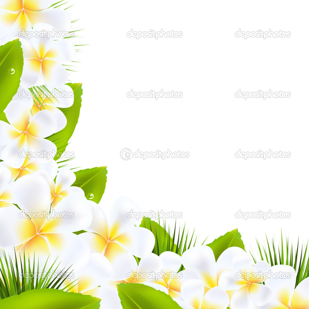 Frangipani Flowers Borders With Leaf   Stock Vector   Barbaliss