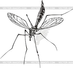 Gnat   Vector Clipart