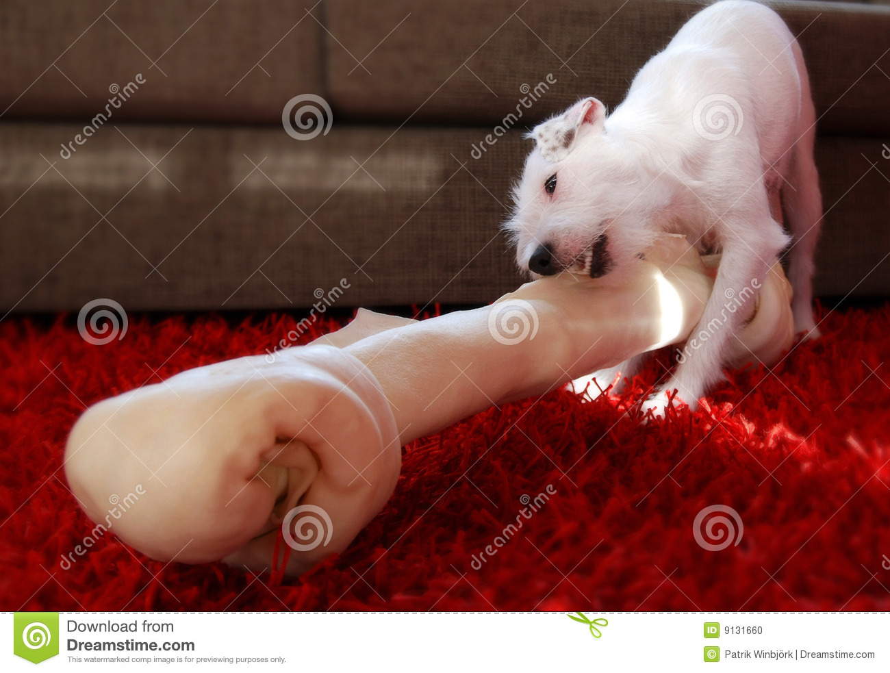 Huge Bone For Small Dog Stock Photo   Image  9131660