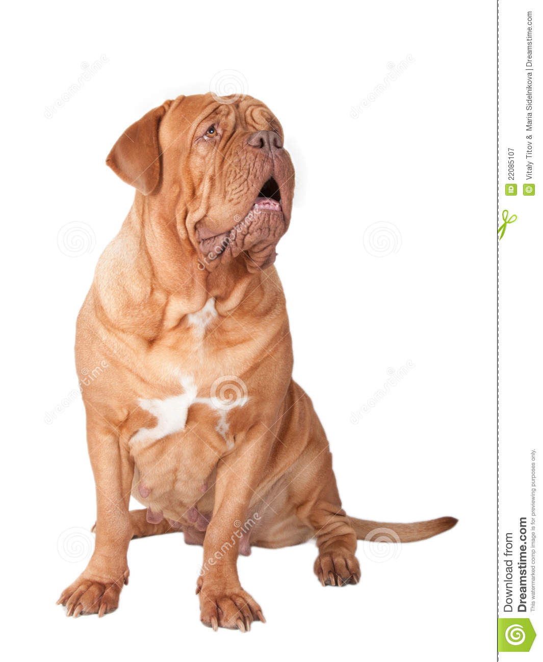 Huge Dog Barking Royalty Free Stock Photography   Image  22085107