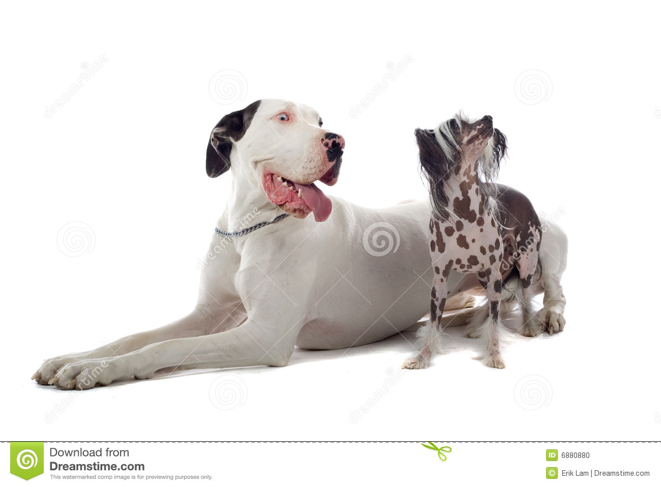 Huge Great Dane And A Small Chinese Temple Dog Side By Side Showing    