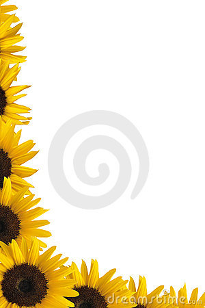 Illustration Of Sunflower Border Isolated On White Background
