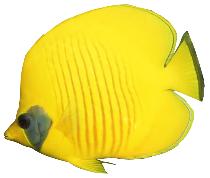 Lemon Peel Angelfish