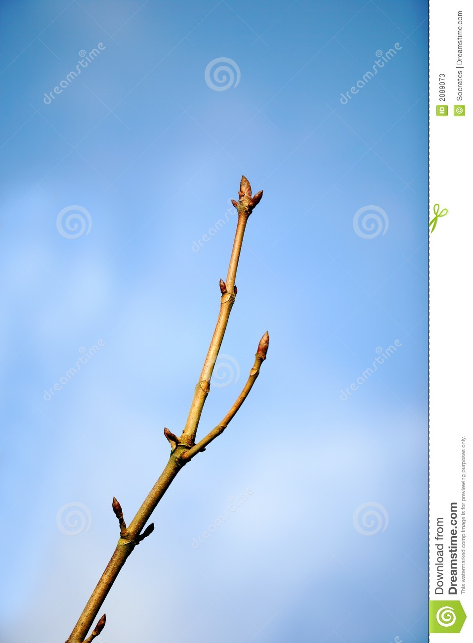 More Similar Stock Images Of   Budding Branch Of Tree