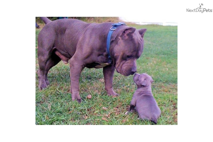 Muscle Dog Kennels   American Pit Bull Terrier Breeder