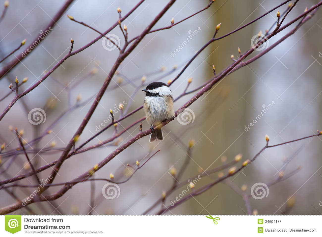 Single Black Capped Chickadee Bird On A Budding Tree Branch At The