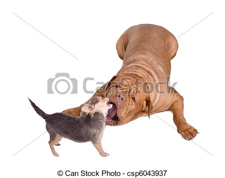 Stock Photo   Big And Small  Huge And Tiny  Dogs Playing   Stock Image    