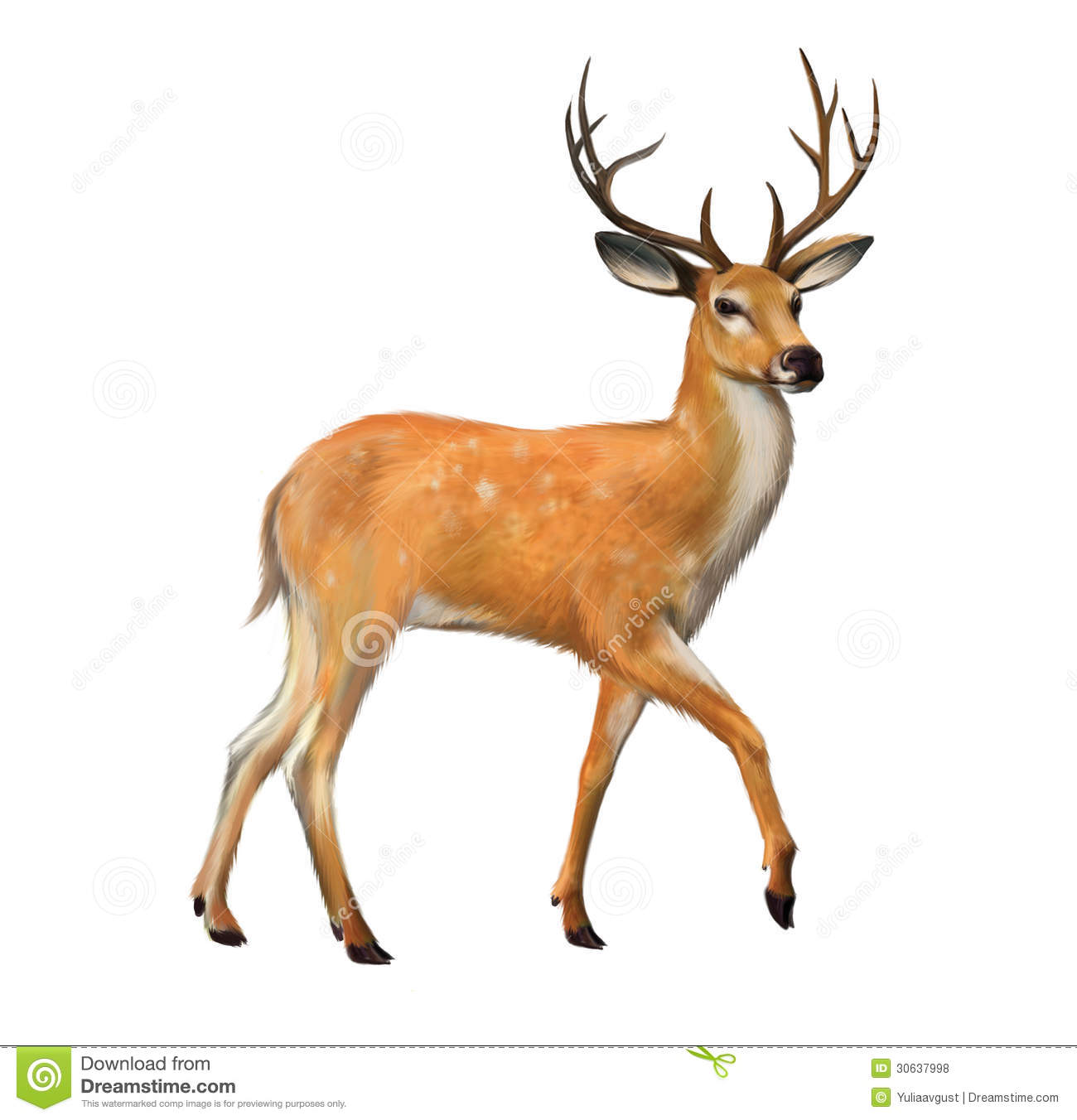Beautiful Deer With Big Horns Royalty Free Stock Photos   Image