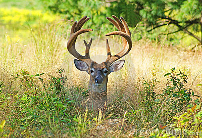 Giant Whitetail Buck In Velvet Stock Photos   Image  15819453