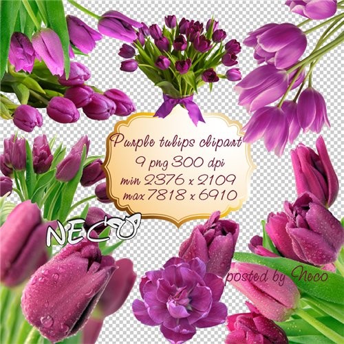 Purple Tulips Clipart Png