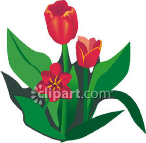 Realistic Red Tulips   Royalty Free Clipart Picture