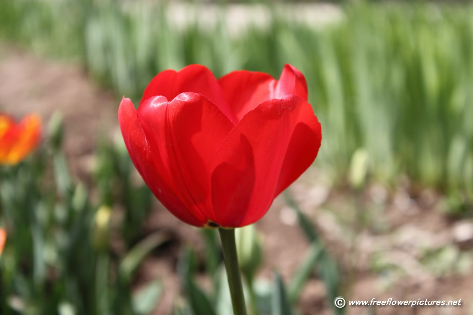 Red Tulips Clipart Red Tulip Flower