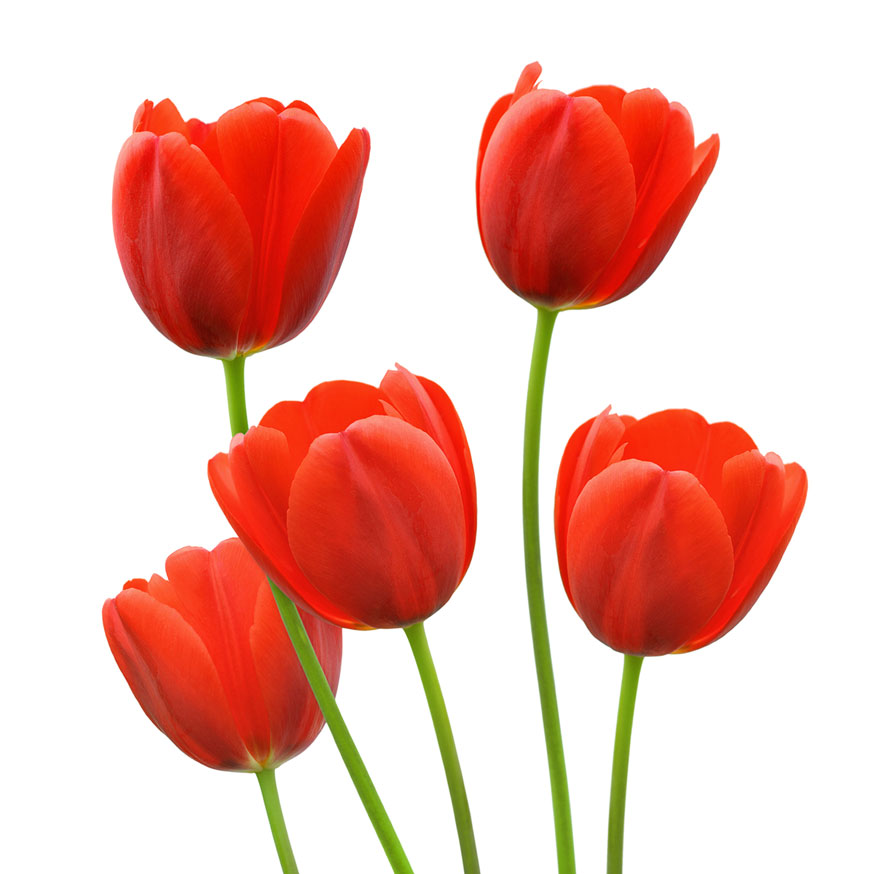 Red Tulips Clipart Red Tulips Crafthubs