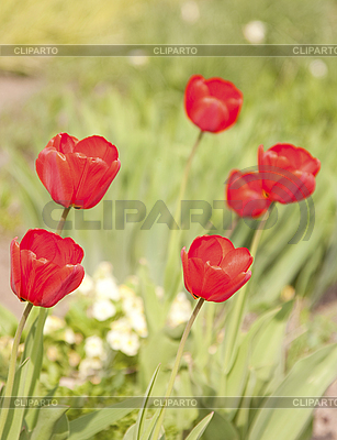 Red Tulips   High Resolution Stock Photo   Cliparto
