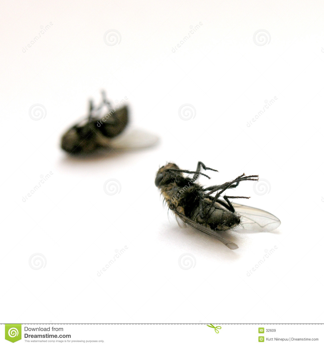 Dead Flies Royalty Free Stock Images   Image  32609