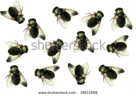 Group Of Dead House Flies Isolated On White Stock Photo 16611688