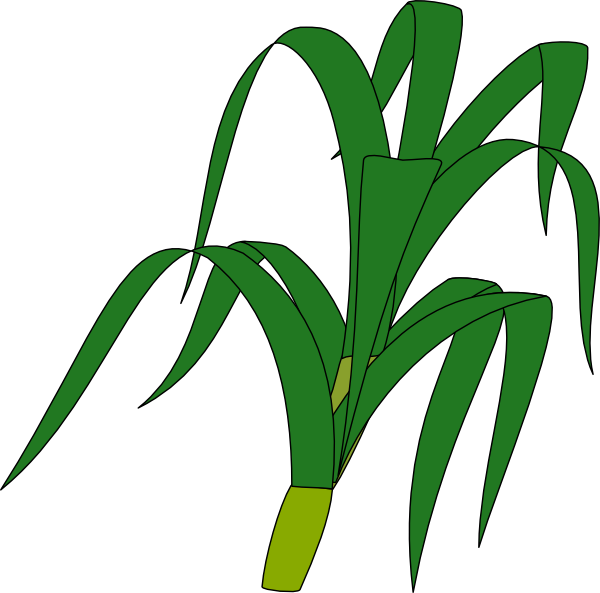 Home   Corn Stalk Clipart Gallery   Also Try