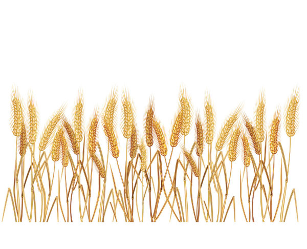 Keywords Yellow Gold Wheat Grain Wheat Crops Vector Material