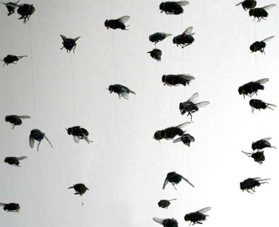 Uncommon Material Dead Flies By Suspending Dead Flies From Nylon