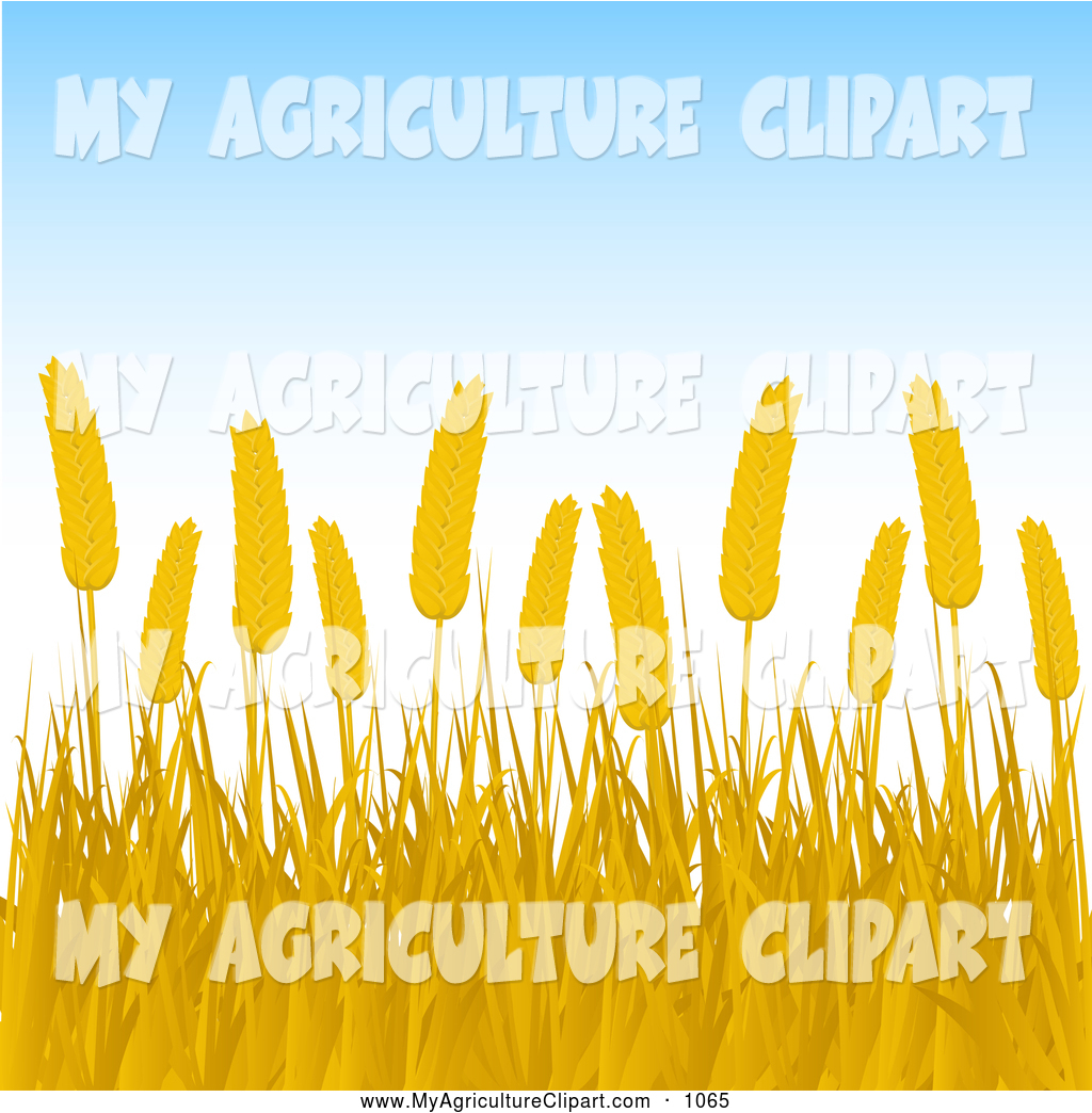 Vector Agriculture Clipart Of A Pretty Background Of Golden Wheat