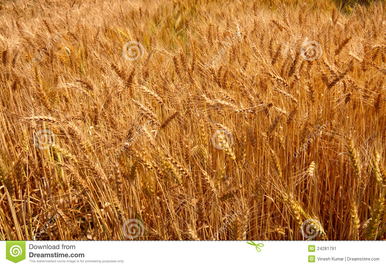 Wheat Crop Stock Image   Image  24281791