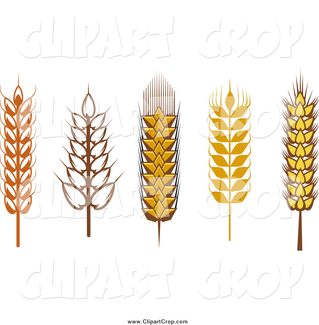 Wheat Grains Growing Sugar Cane Plants Tall Wheat Grasses Silhouetted