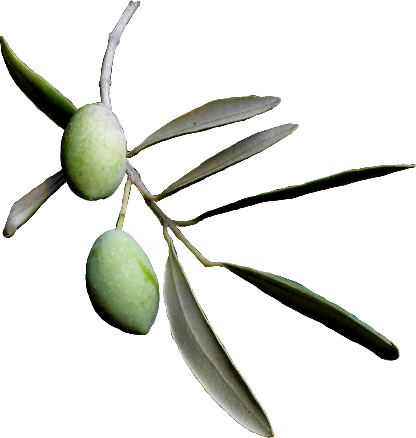 55 Images Of Olive Tree Clip Art   You Can Use These Free Cliparts For    