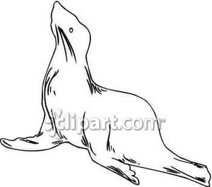 Black And White Seal With Its Head Raised   Royalty Free Clipart