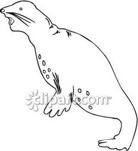 Black And White Spotted Seal   Royalty Free Clipart Picture