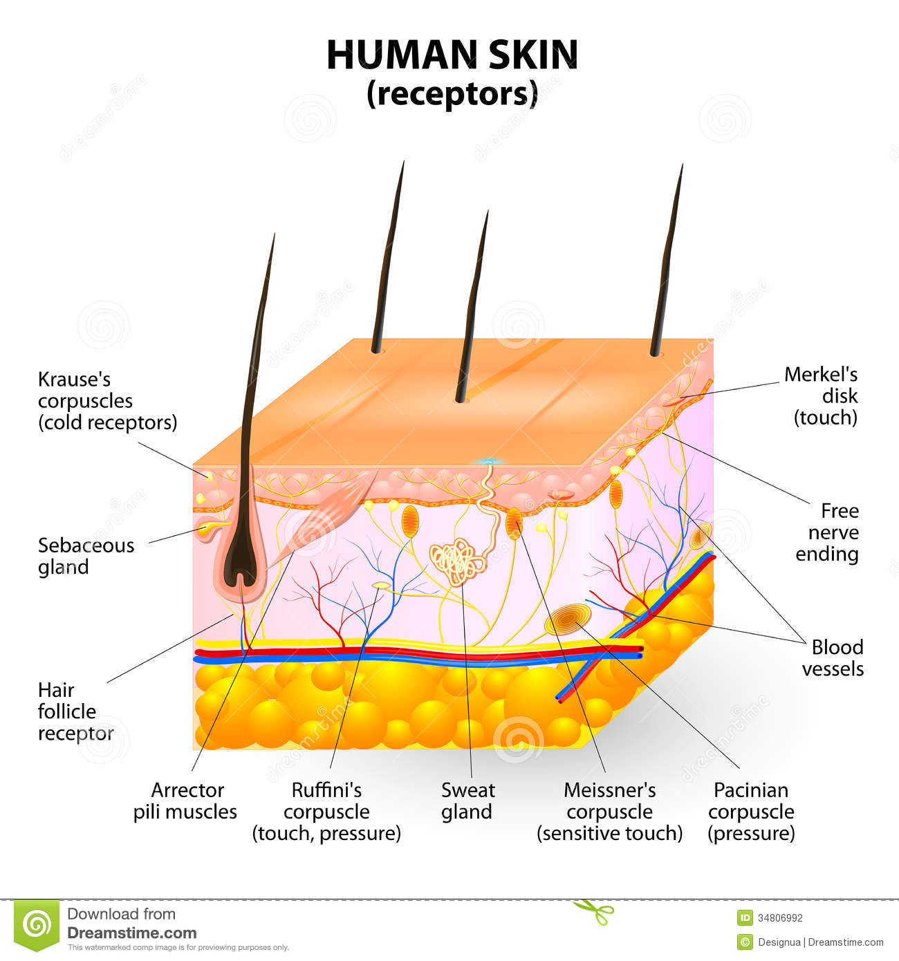 Cross Section Human Skin The Skin A Sensory Organ With A Dense Network