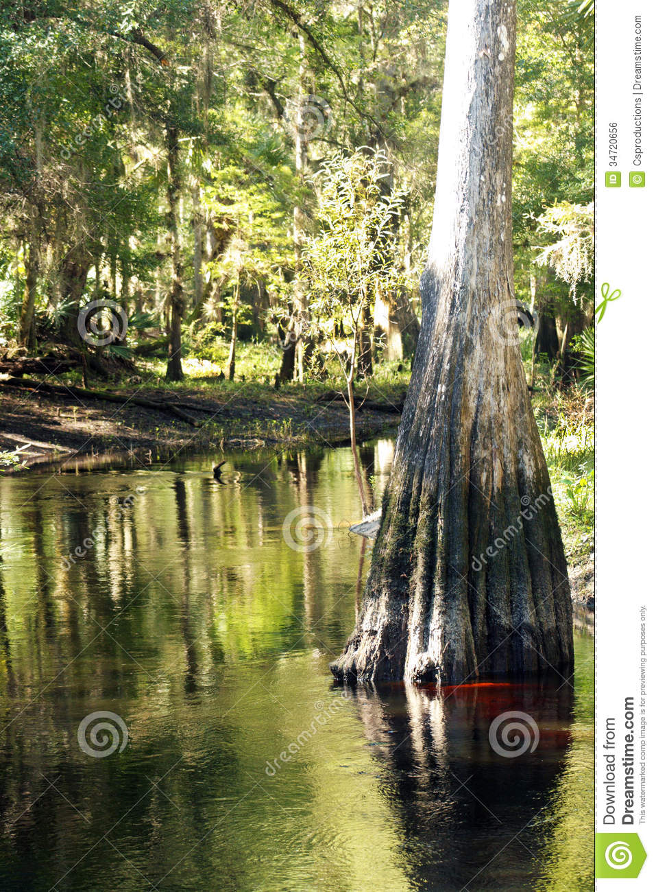 Cypress Tree In A Tropical River  1  Royalty Free Stock Image   Image