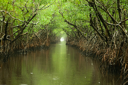 Everglades And Turner River Everglades Water Way On A Rainy Afternoon