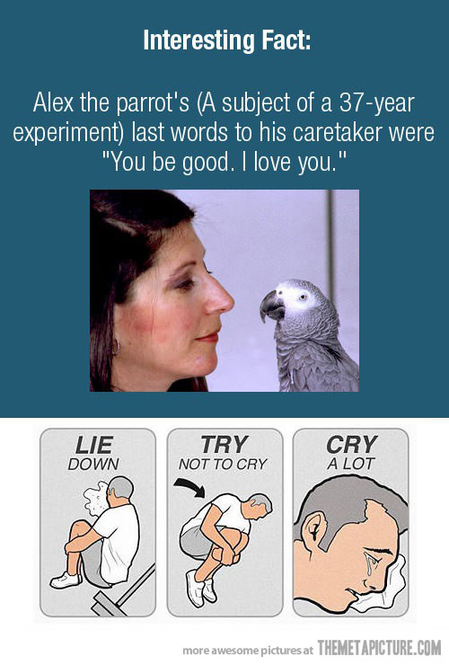 Funny Photos Funny Man Crying Clipart