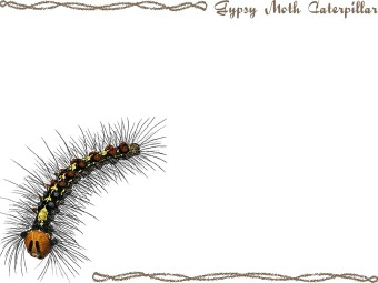 Gypsy Moth Caterpillar Clipart Graphics  Free Clip Art