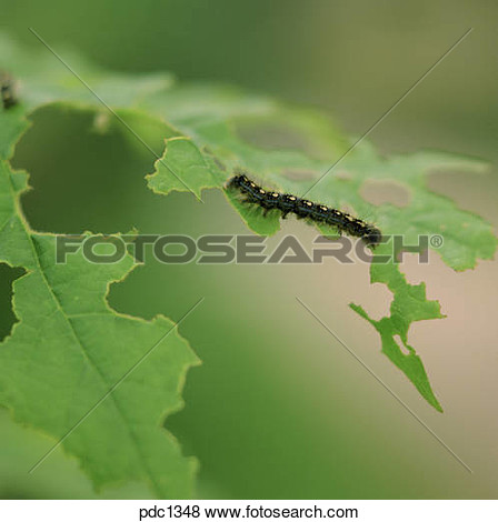 Gypsy Moth Caterpillar On A Maple Leaf View Large Photo Image