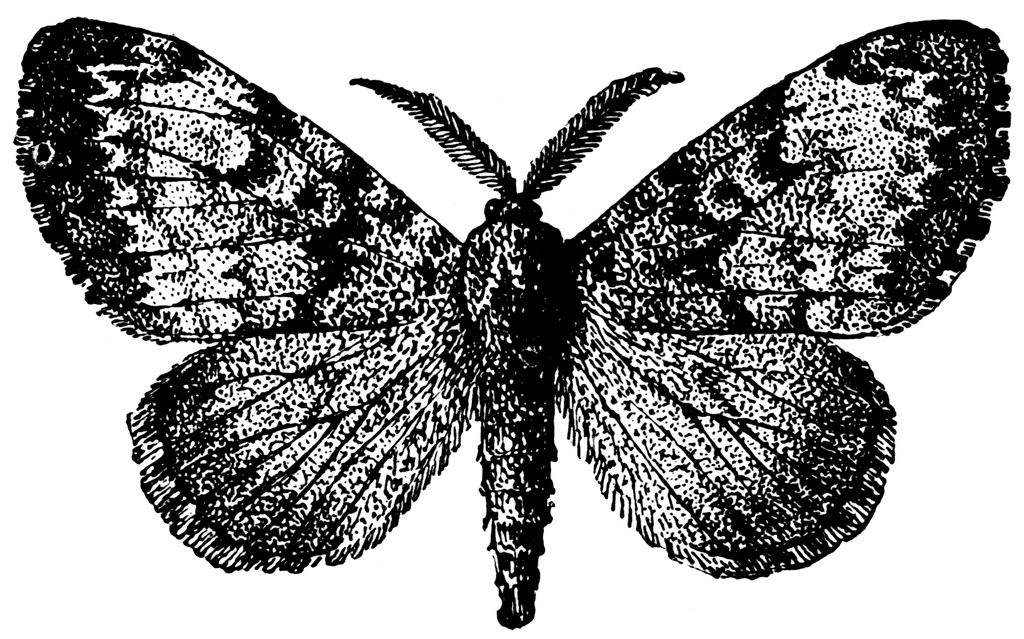 Gypsy Moth   Clipart Etc
