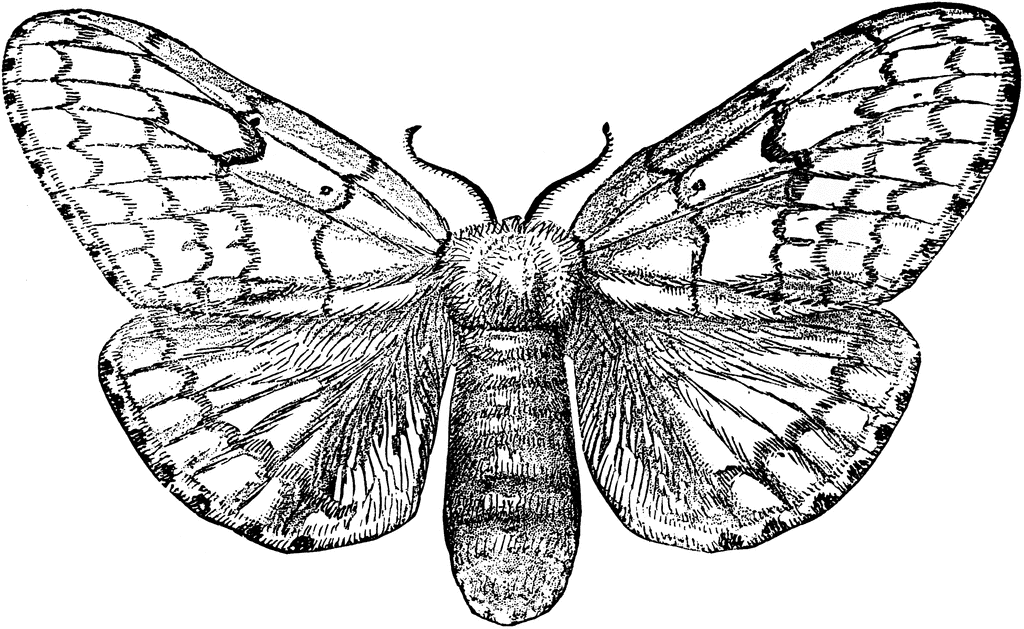 Gypsy Moth Female