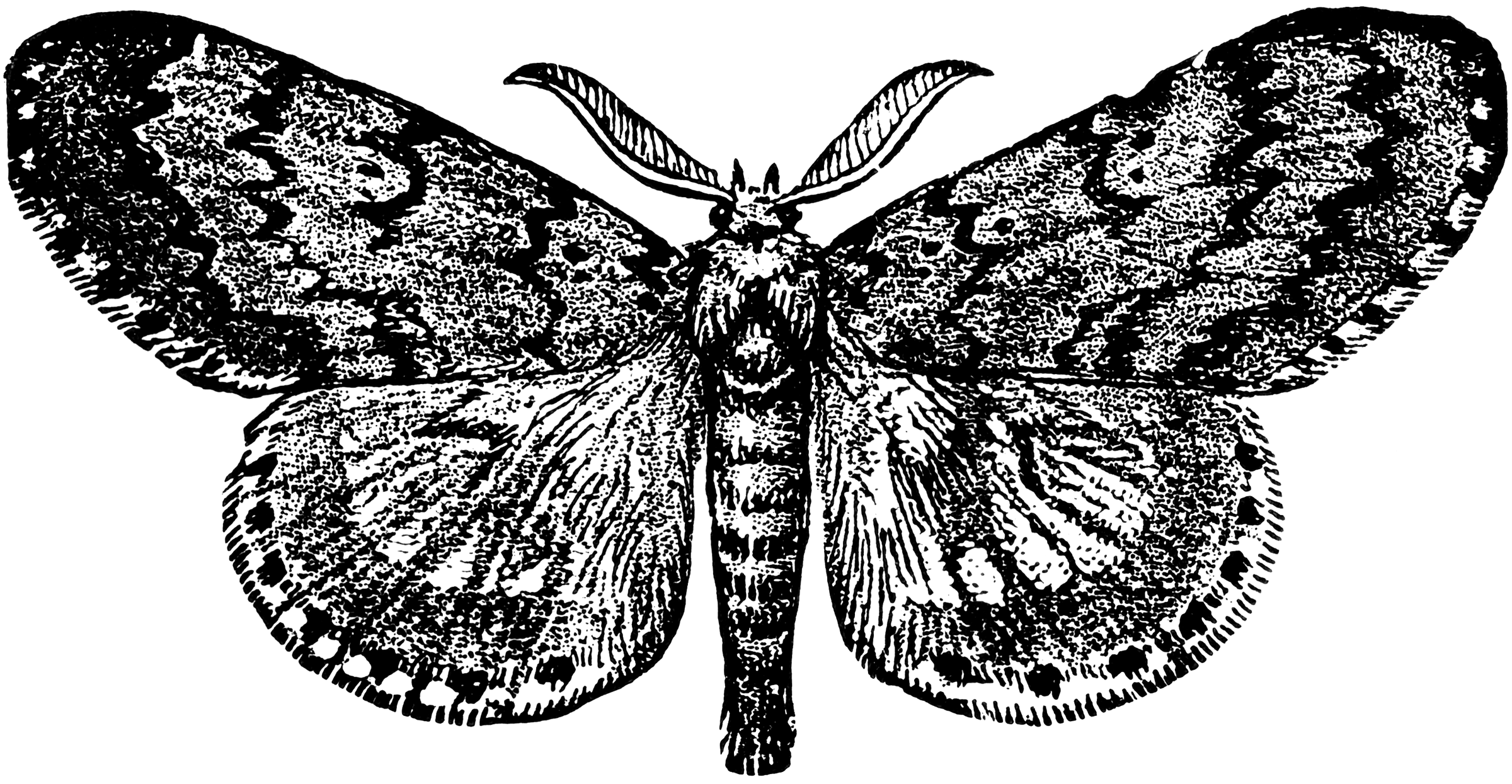 Gypsy Moth Male