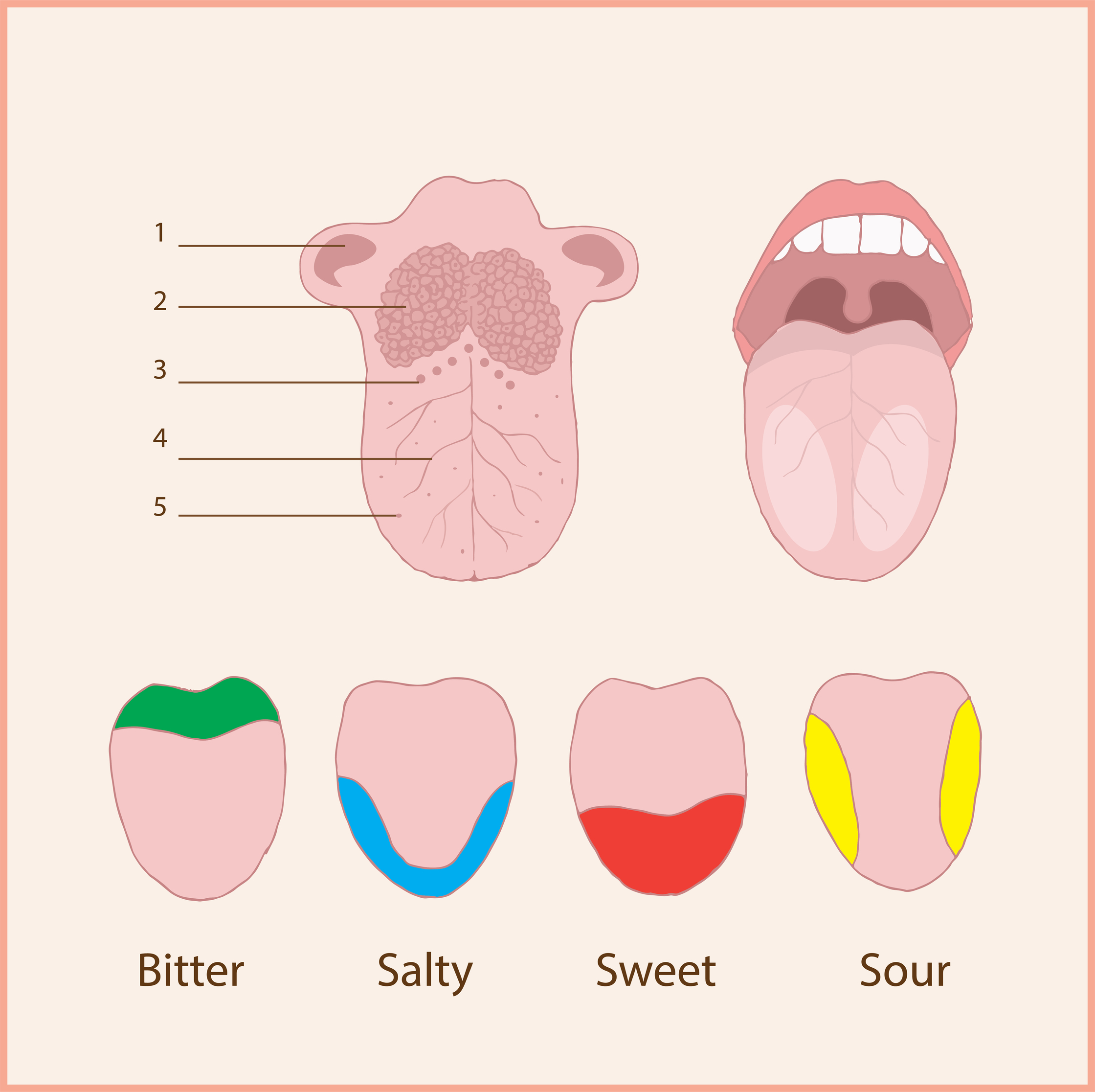 Heard That Different Parts Of Your Tongue Have Different Taste Buds
