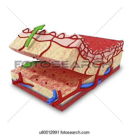 Human Skin Anatomy Artwork View Large Illustration