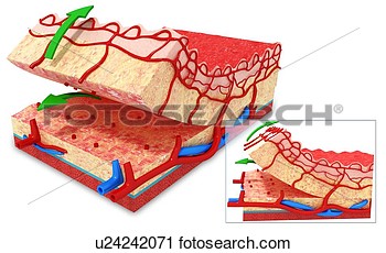 Human Skin Anatomy Artwork View Large Illustration