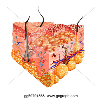   Human Skin Cutaway Diagram With Several Details  Clipart    