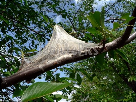 Photo Of Cocoon   Gypsy Moth    Photo Of A Gypsy Moth Cocoon On A Tree