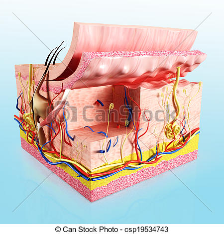 Photo Of Human Skin Layer Anatomy   3d Rendered Illustration Of Human
