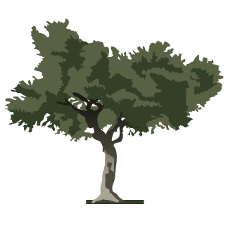 Related Olive Tree Cliparts  